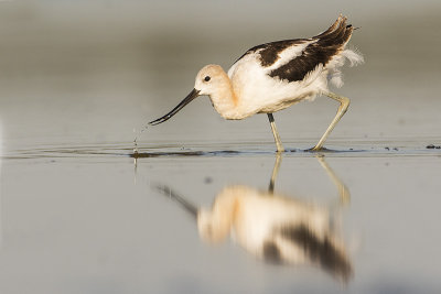 american avocet 081117_MG_4311