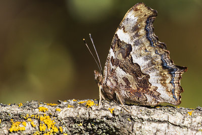 compton tortoiseshell 081917_MG_6865 