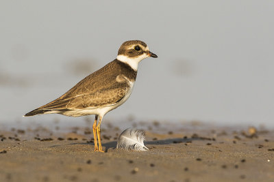 semipalmated plover 081717_MG_4707 