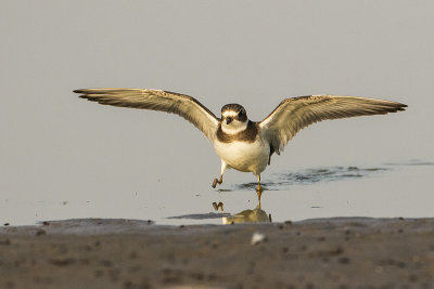 semipalmated plover 081717_MG_4845 