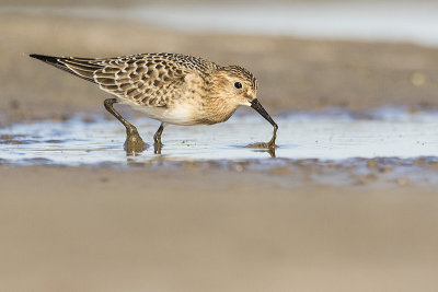 baird's sandpiper 082517_MG_5815 