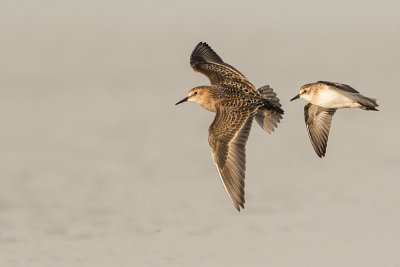 baird's sandpiper 082517_MG_6173 