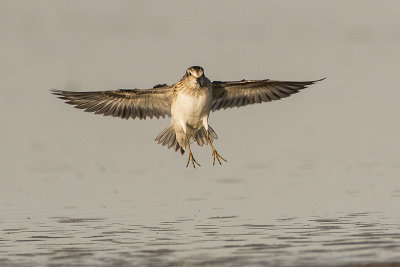 least sandpiper 082517_MG_6227 