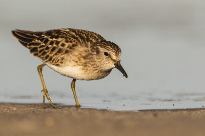 least sandpiper 082517_MG_6457 