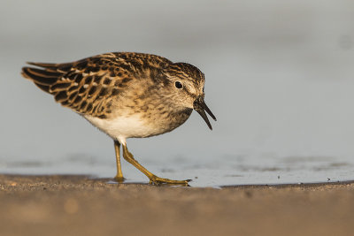 least sandpiper 082517_MG_6458 