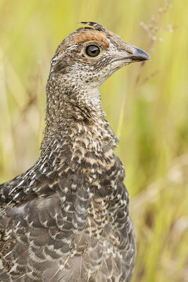 dusky grouse 090417_MG_6977 