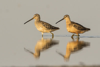 long-billed dowitcher 090717_MG_7465 