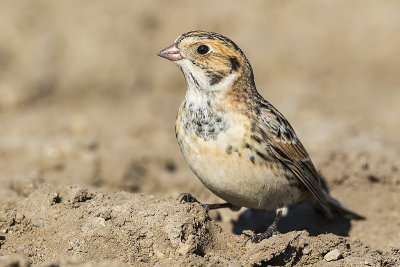 lapland longspur 091717_MG_8985 