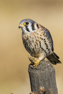 american kestrel 091717_MG_9723