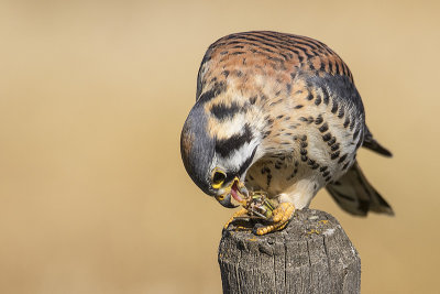 american kestrel 091717_MG_9829