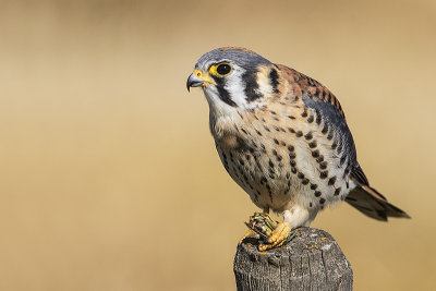 american kestrel 091717_MG_9819