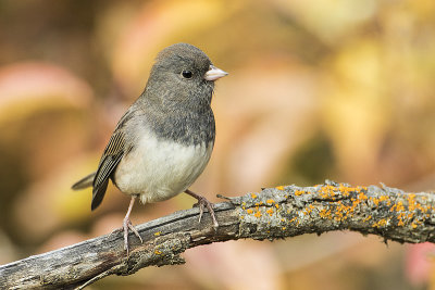 dark-eyed junco 093017_MG_1509 