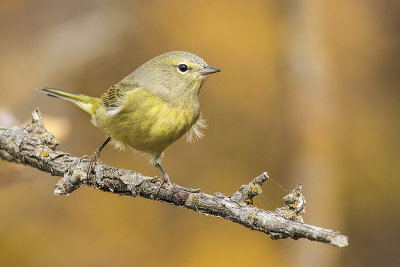 orange-crowned warbler 093017_MG_2464 