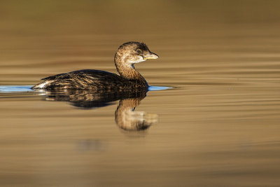 pied-billed grebe 100417_MG_2994_1 