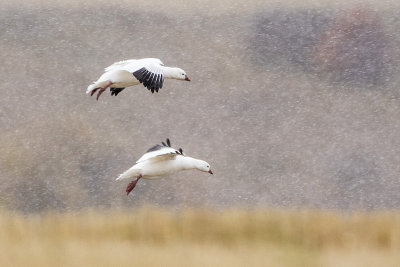 ross's geese 100817_MG_3761 