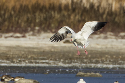 snow goose 100917_MG_4873 