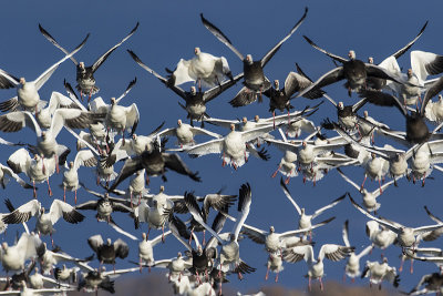 snow geese 100917_MG_4945 