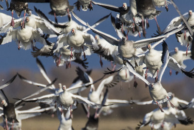 snow geese 100917_MG_4941 