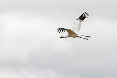 whooping crane 100817_MG_3511 