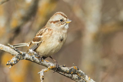 american tree sparrow 101317_MG_5005 