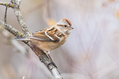 american tree sparrow 101317_MG_5033 