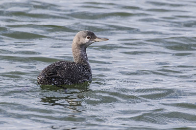 Red-throated Loon