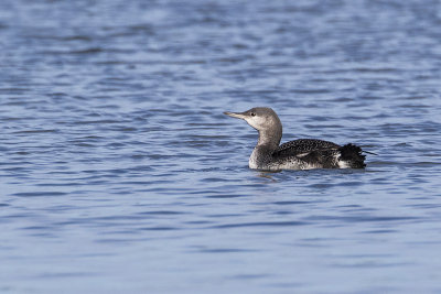 red-throated loon 101917_MG_5676 