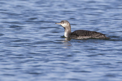 red-throated loon 101917_MG_5908 