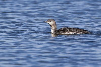 red-throated loon 101917_MG_5953 