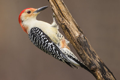 red-bellied woodpecker 102817_MG_6452 