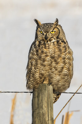 great horned owl 111117_MG_6523 