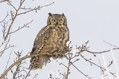 great horned owl 111117_MG_6609 