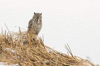 great horned owl 012318_MG_9759 