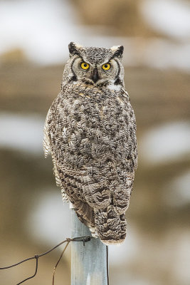 great horned owl 012318_MG_9921 