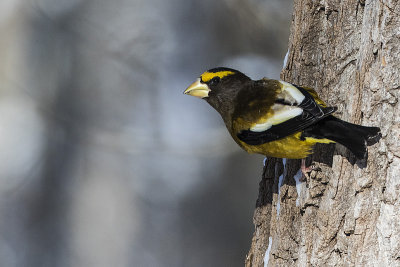 evening grosbeak 020418_MG_0557 