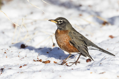 american robin 021618_MG_3483 
