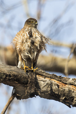 sharp-shinned hawk 021618_MG_3288 