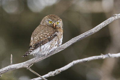 northern pygmy owl 022518_MG_4770 