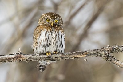 northern pygmy owl 022518_MG_4899 