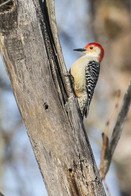 Red-bellied Woodpeckers