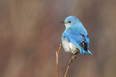 mountain bluebird 040518_MG_9345 