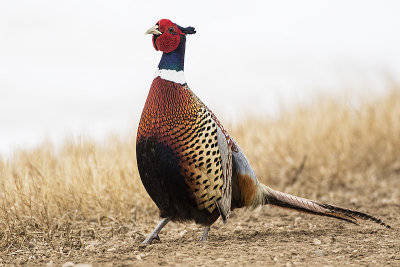 ring-necked pheasant 040918_MG_9511 