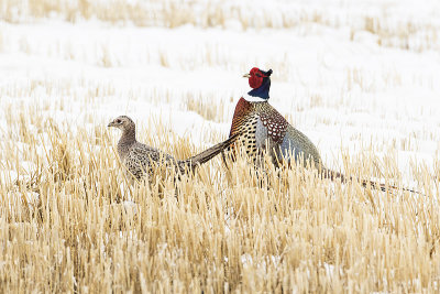 ring-necked pheasants 040918_MG_9707 