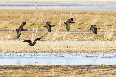 white-faced ibis 041818_MG_0781