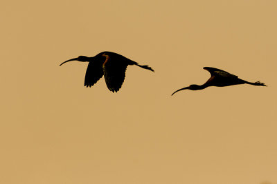 white-faced ibis 041818_MG_0840