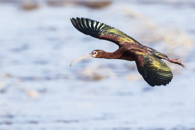 white-faced ibis 041818_MG_0855