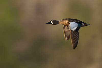 blue-winged teal 050718_MG_4994