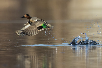 green-winged teal 050518_MG_3750