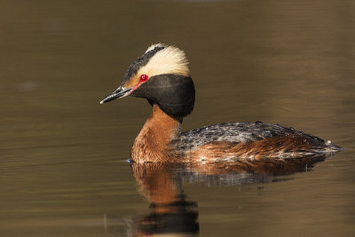 horned grebe 051418_MG_6502