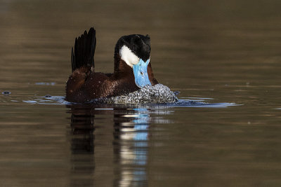 ruddy duck 051418_MG_6820